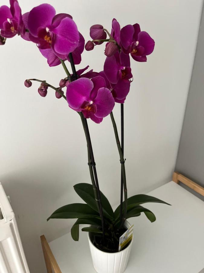קאבאלה Fofi'S City Center Apartment מראה חיצוני תמונה